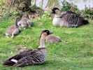 Hawaiian Goose (WWT Slimbridge April 2015) - pic by Nigel Key